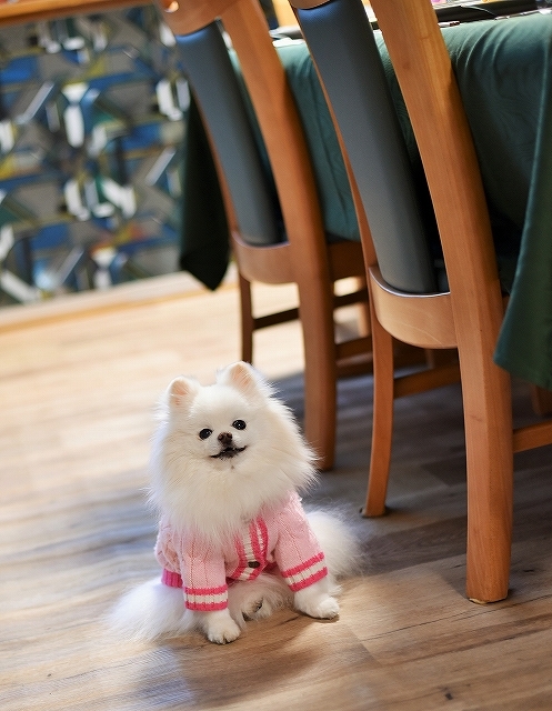これは犬ブログです_d0360206_00462811.jpg