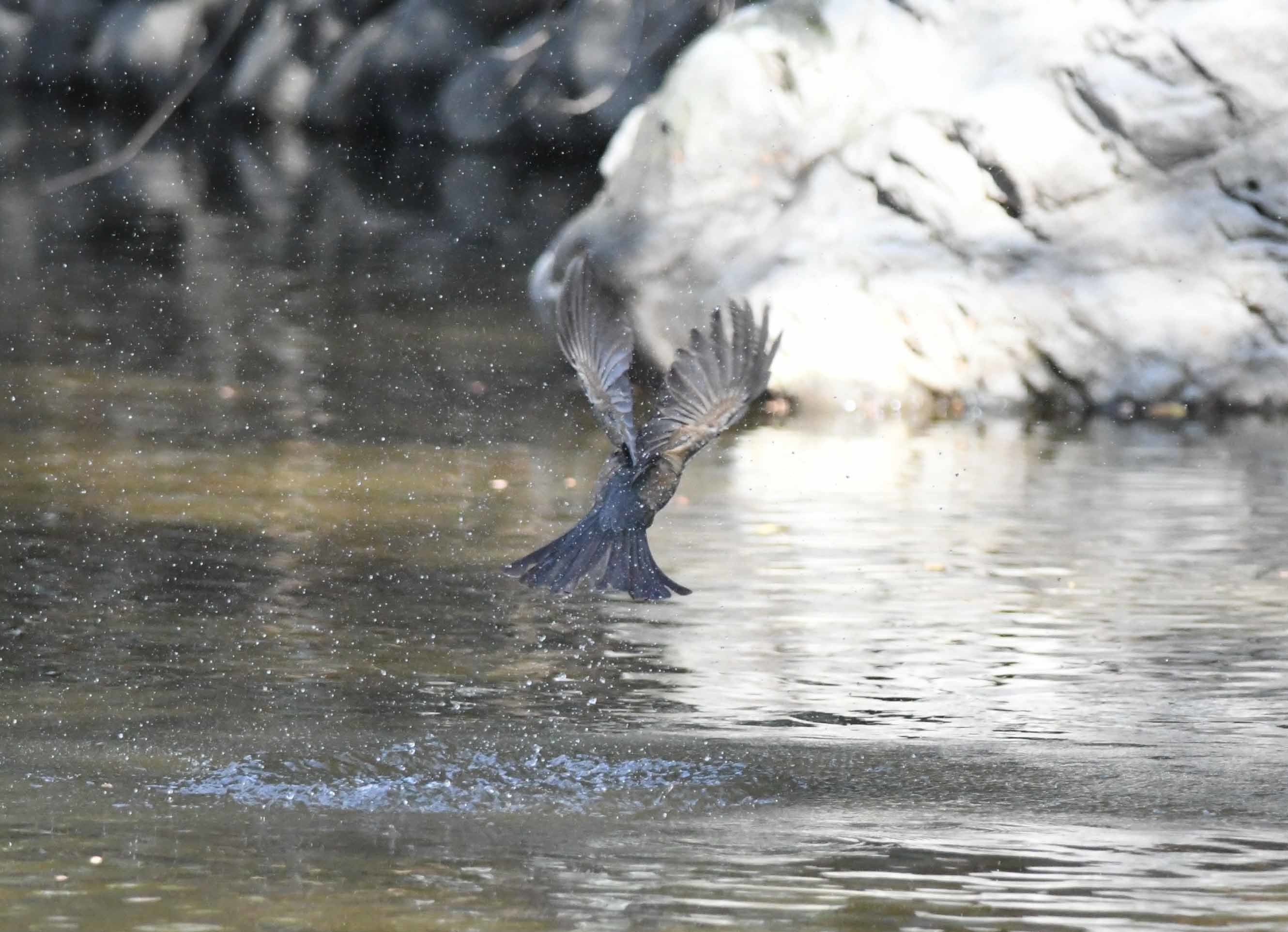 水場でのヒヨドリ！！_b0365011_17073188.jpg