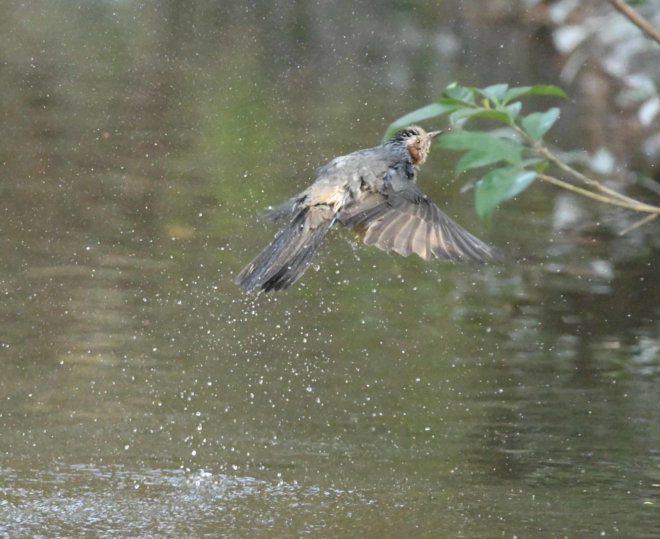 水場でのヒヨドリ！！_b0365011_17085475.jpg