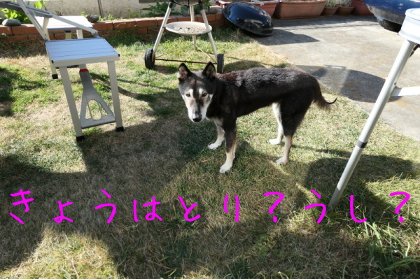 f0369014_09172320.jpg