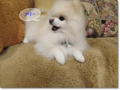 b0167519_15405369.gif