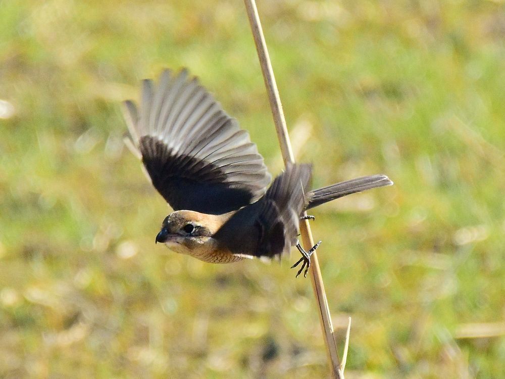 百舌鳥飛び出す！_a0031821_09191096.jpg