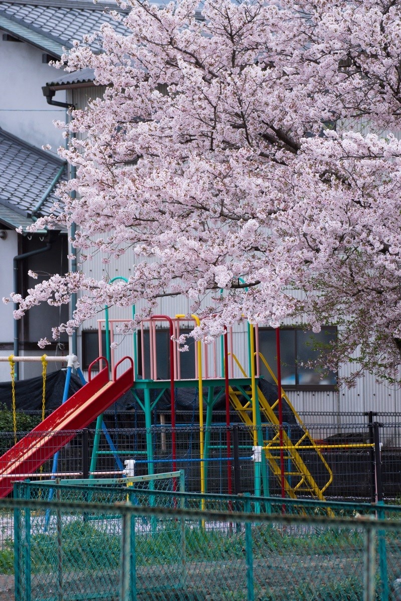 流川桜並木_e0346322_20253015.jpg