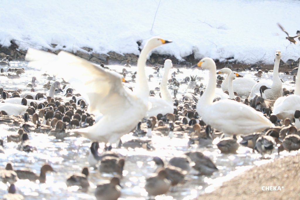 白鳥たちの鼓舞_c0229025_08001221.jpg