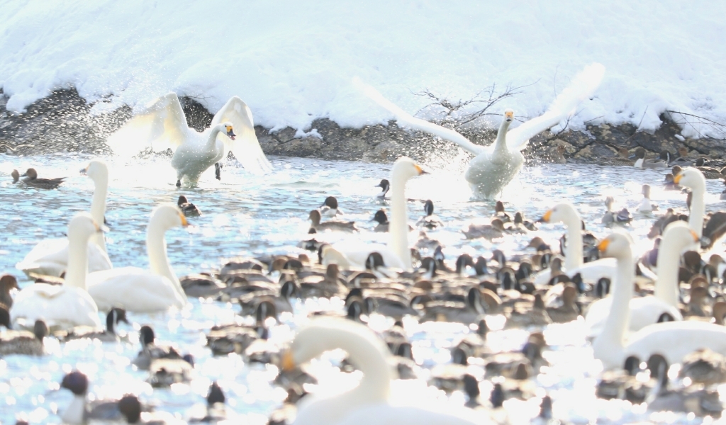 白鳥たちの鼓舞_c0229025_08001413.jpg