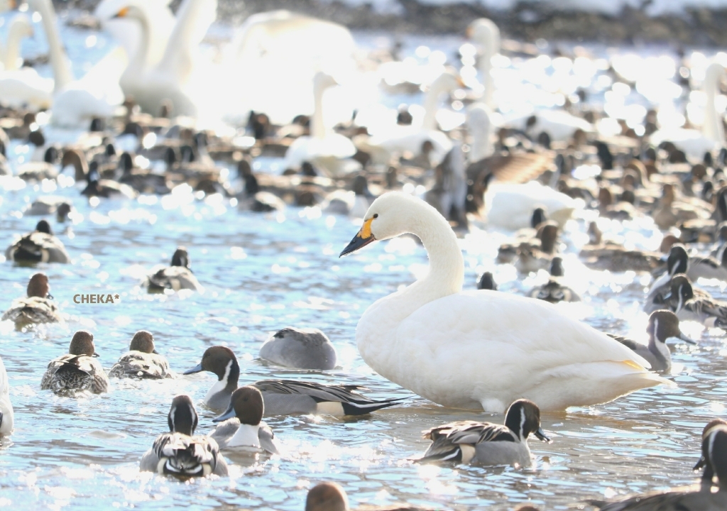 白鳥たちの鼓舞_c0229025_08001661.jpg