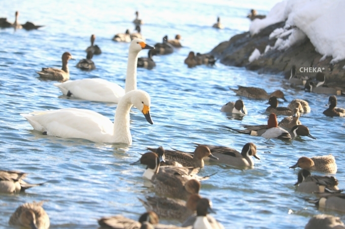 白鳥たちの鼓舞_c0229025_08001928.jpg