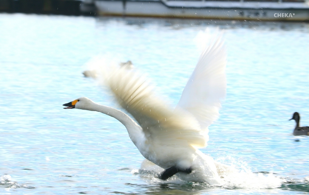 白鳥たちの鼓舞_c0229025_08002031.jpg