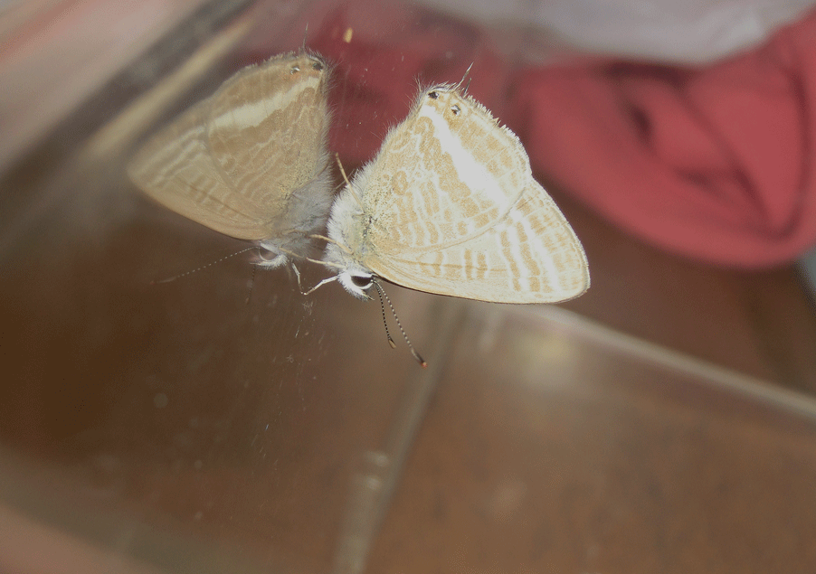 a0126632_08052636.gif