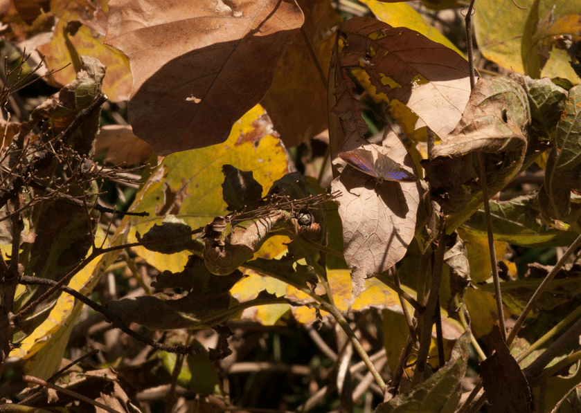a0126632_08101767.gif
