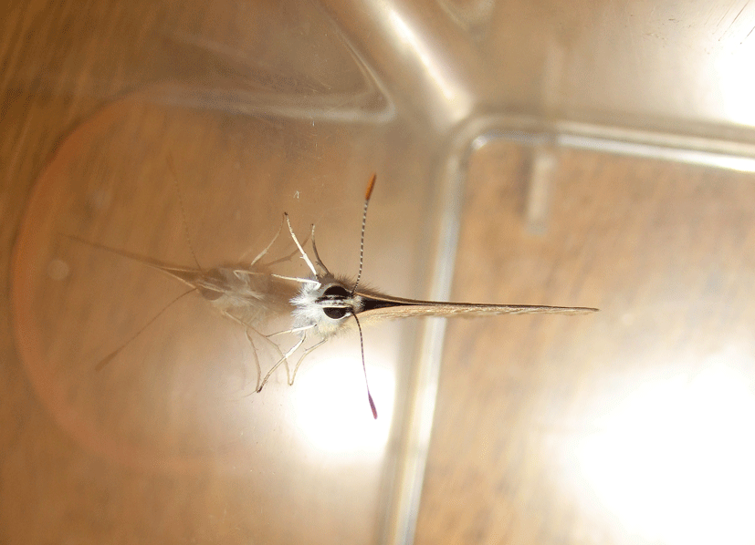 a0126632_08135704.gif