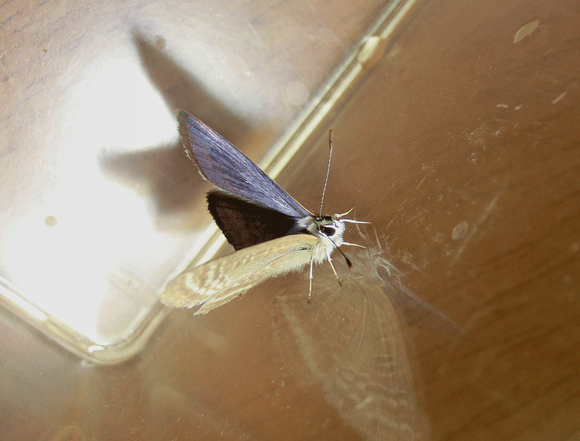 a0126632_08210242.gif
