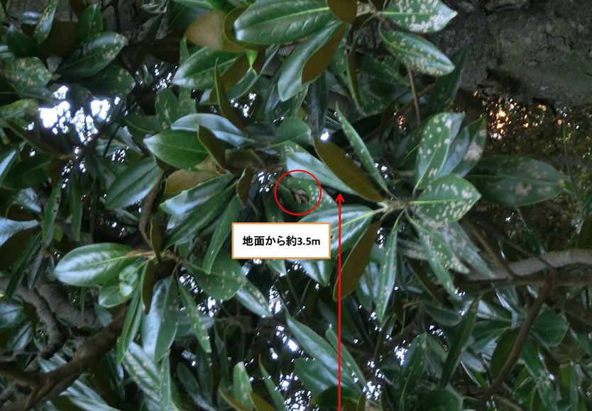 a0126632_08264196.gif