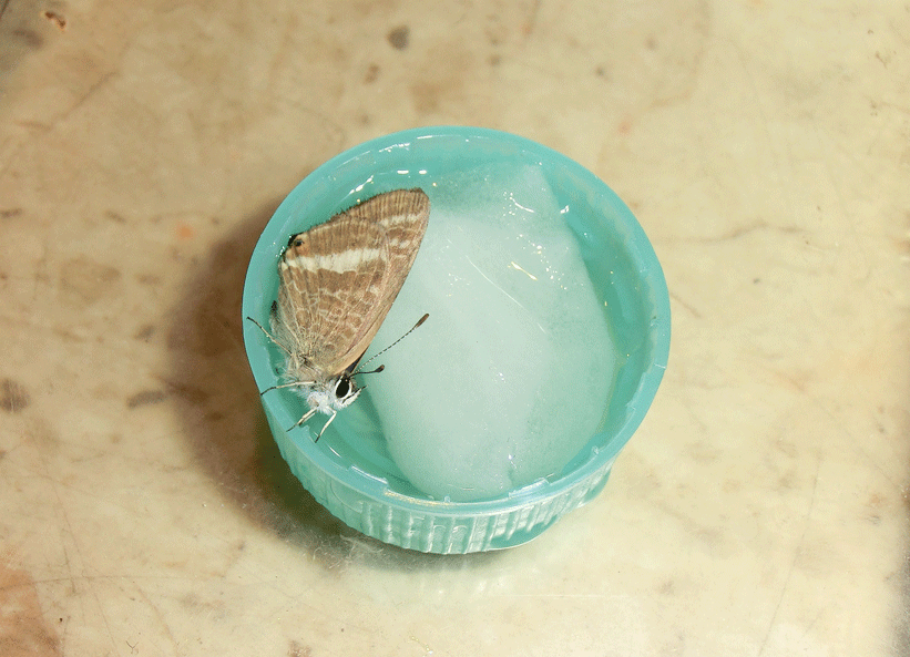a0126632_08413231.gif