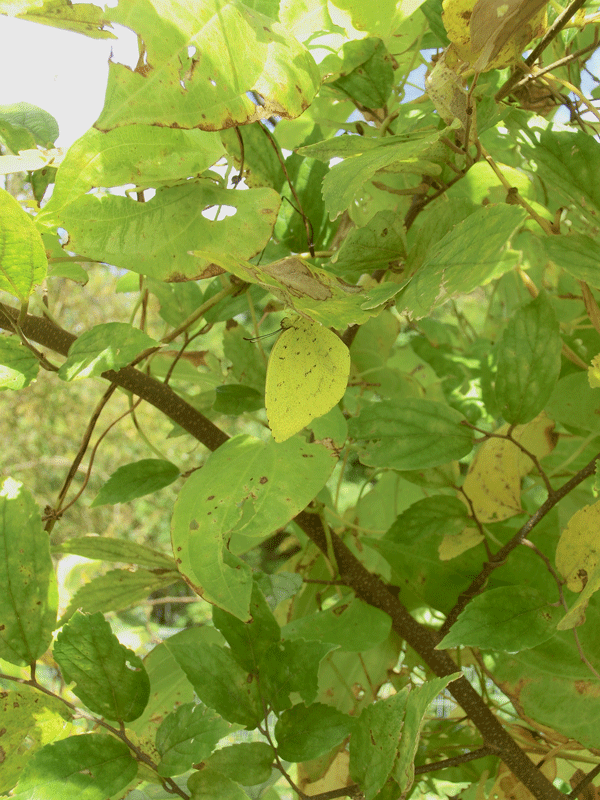 a0126632_12412704.gif
