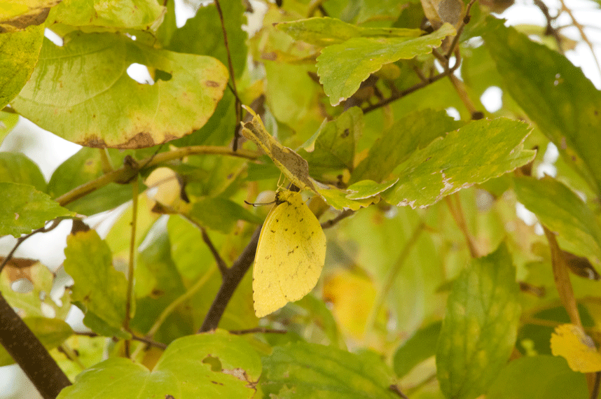 a0126632_12414992.gif