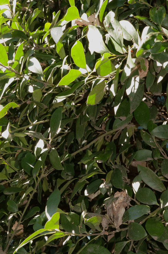 a0126632_12452473.gif