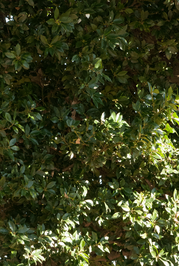 a0126632_12472651.gif