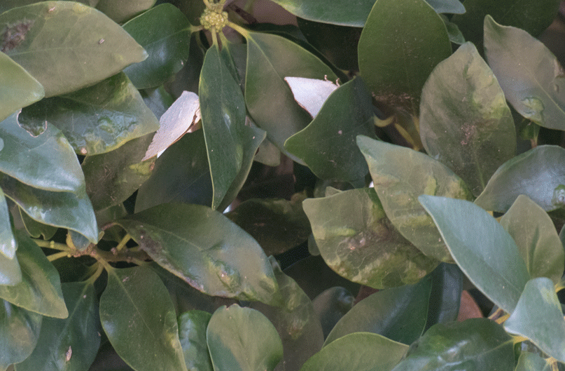 a0126632_12534869.gif