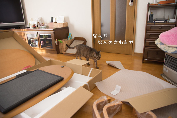 こたつは完成したのか_d0355333_14050496.jpg
