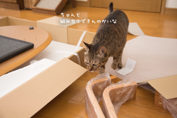 こたつは完成したのか_d0355333_14050691.jpg