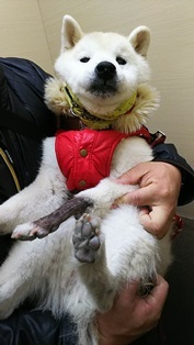 エレベーターは抱っこ 柴犬 はなとわ日記