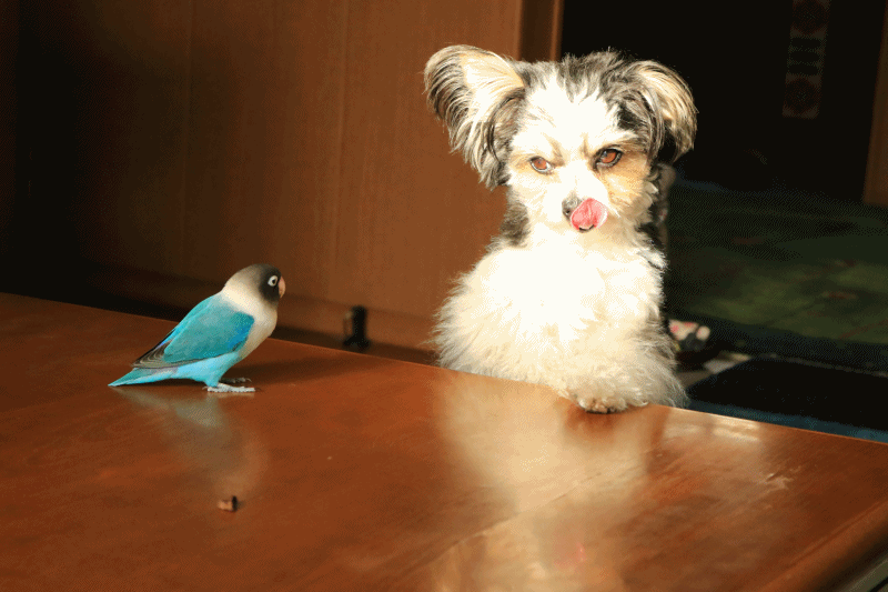c0145250_09144170.gif
