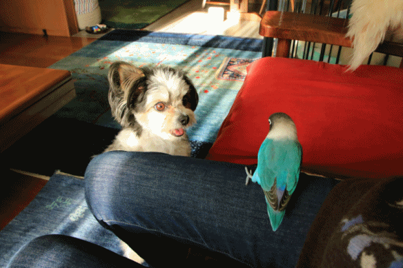 c0145250_09523074.gif