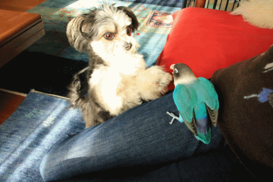c0145250_09523965.gif