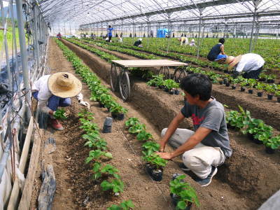 熊本イチゴ『熊紅(ゆうべに)』 こだわりの安全で美味しい朝採りいちごを即日発送でお届けします!_a0254656_15154153.jpg