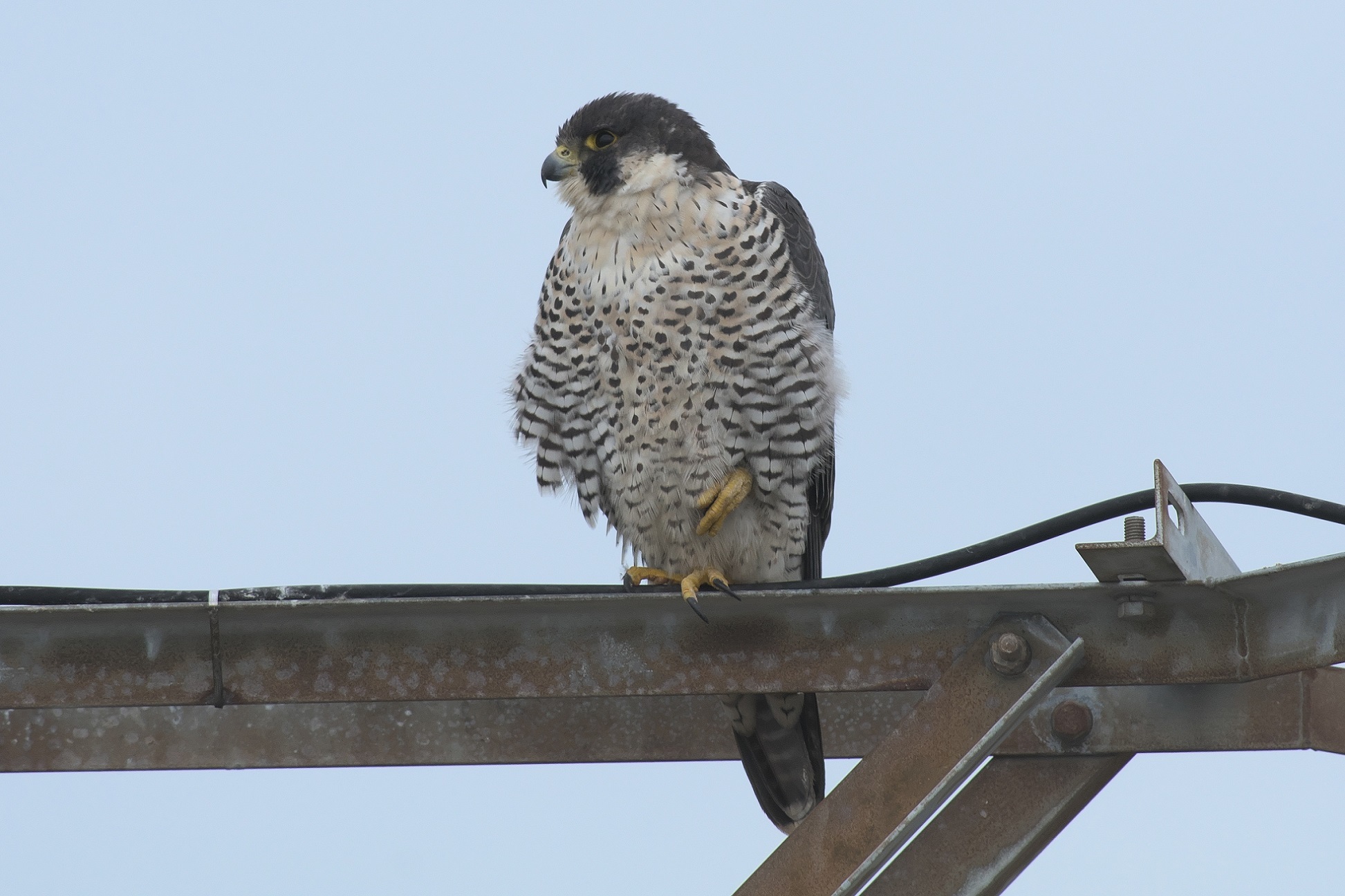 ハヤブサの若鳥 近隣の野鳥を探して