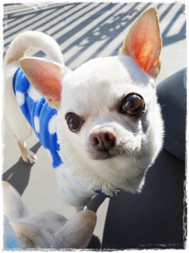 なんて可愛い生き物なんだ🫠 . .#pekingese#chihuahua#ペキチワ
