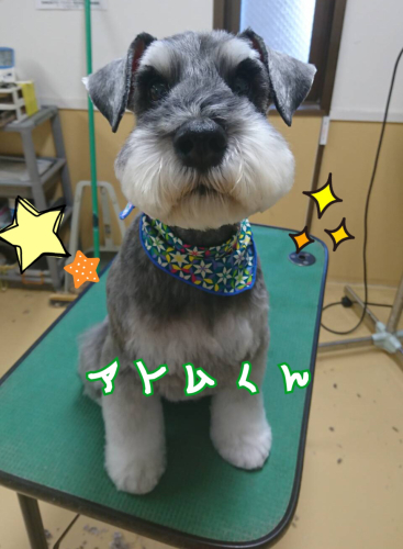 トリミングブログ_f0357682_17130487.jpg
