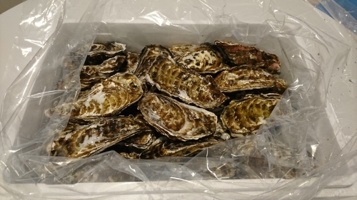 ボディーカラー_c0219786_15112574.jpg
