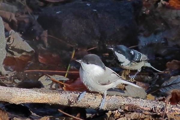 種類の異なる野鳥の２ショット_d0334291_15281587.jpg