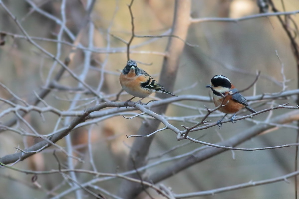 種類の異なる野鳥の２ショット_d0334291_15283205.jpg