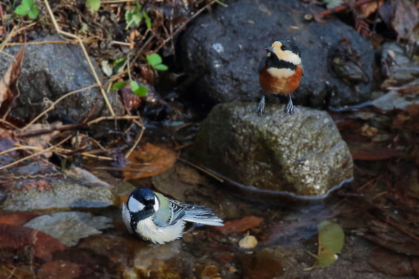 種類の異なる野鳥の２ショット_d0334291_15284545.jpg