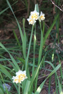 柏葉紫陽花紅葉　八重咲水仙_e0354596_17575701.jpg