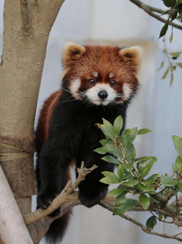 ライトvsモッチー＆ヤンヤン : レサパン日和