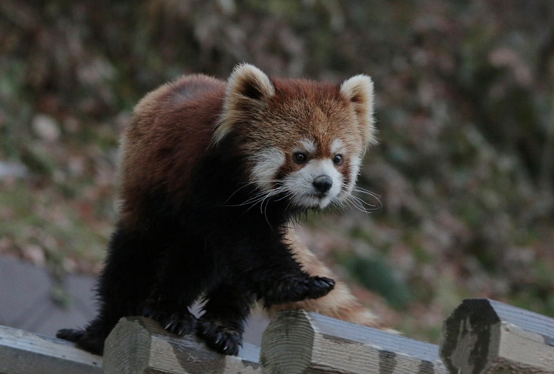 【レッサーパンダ】【2点まとめ】 torunosukiii on X