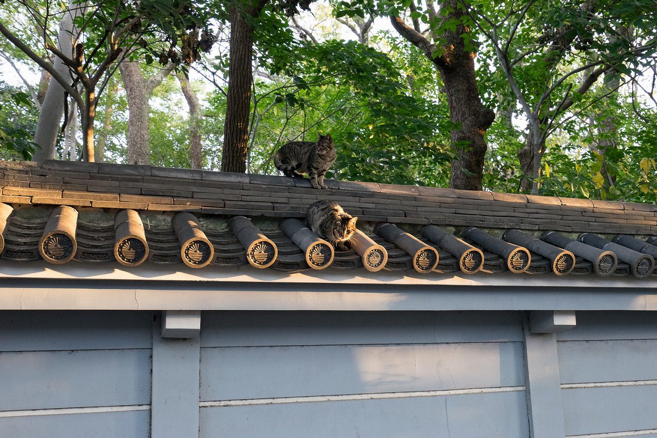 神戸湊川神社（楠公さん）_b0225108_22320839.jpg