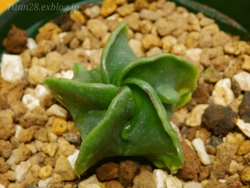 Astrophytum myriostigma var. nudum forma. fukuryuu_b0099813_0324742.jpg