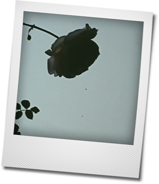 d0155744_16010061.png