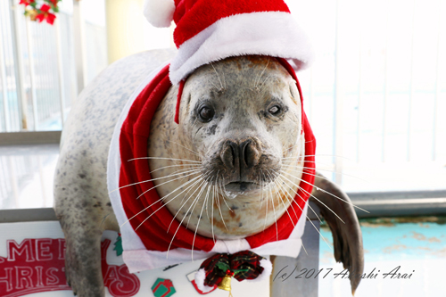 Happyあざらしblog♪ 『 晴れ晴れ 』