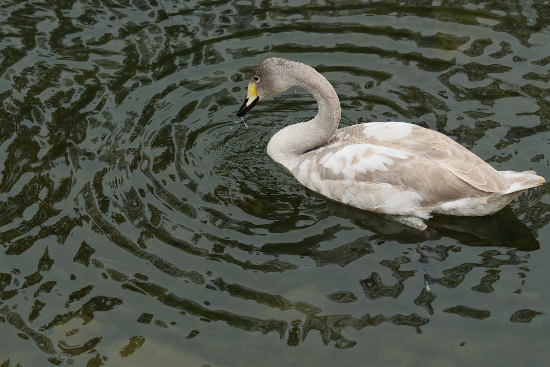 野鳥の季節②_d0360256_21493358.jpg