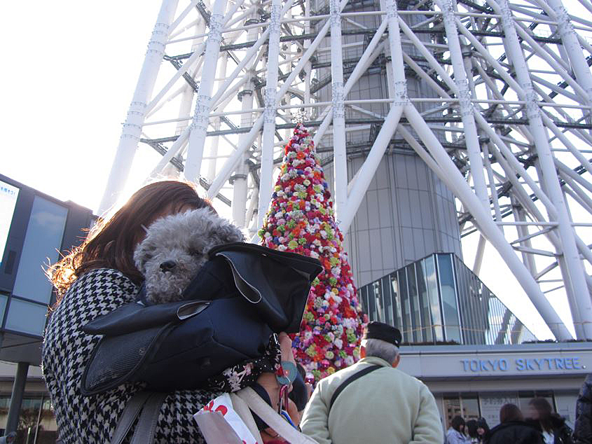 スカイツリーのクリスマス_e0129656_23332775.jpg