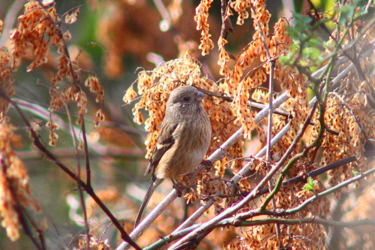 鳥屋のモラルとマナーについて_a0053771_18124323.jpg