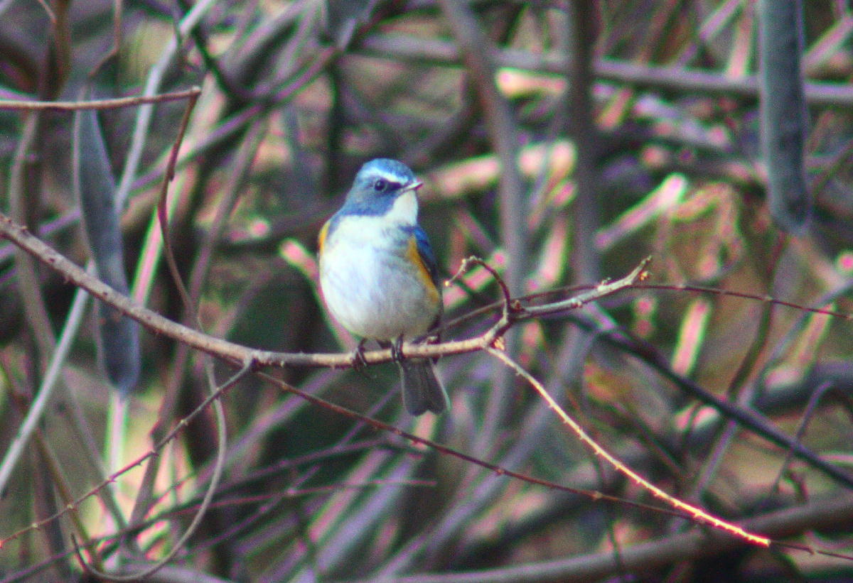 鳥屋のモラルとマナーについて_a0053771_18132920.jpg