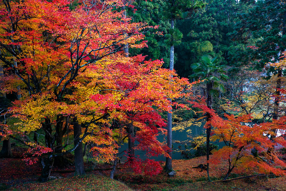 2017紅葉！　　～龍穏寺　其ノ貮～_b0128581_19042217.jpg