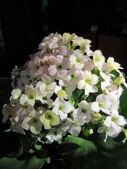 b0182884_21492778.jpg